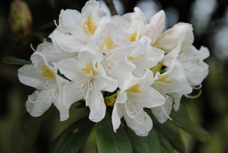 rhododendron cunningham s white